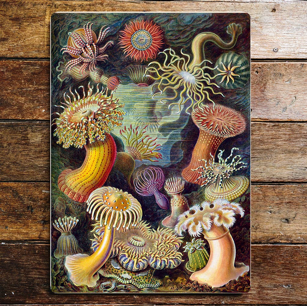 Coral Under The Sea | Metal Sign Plaque