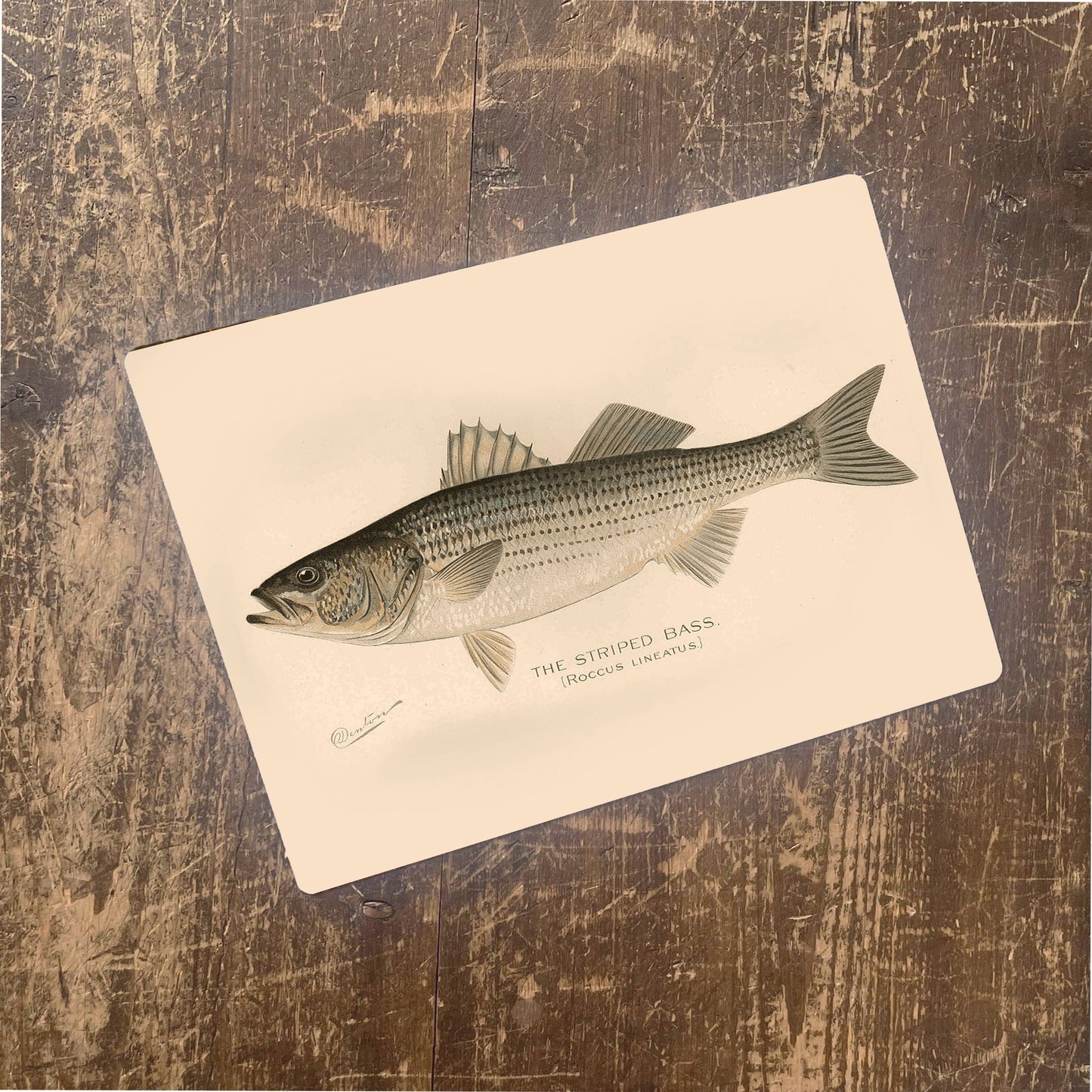 Striped Bass Fish Metal Vintage Wall Sign