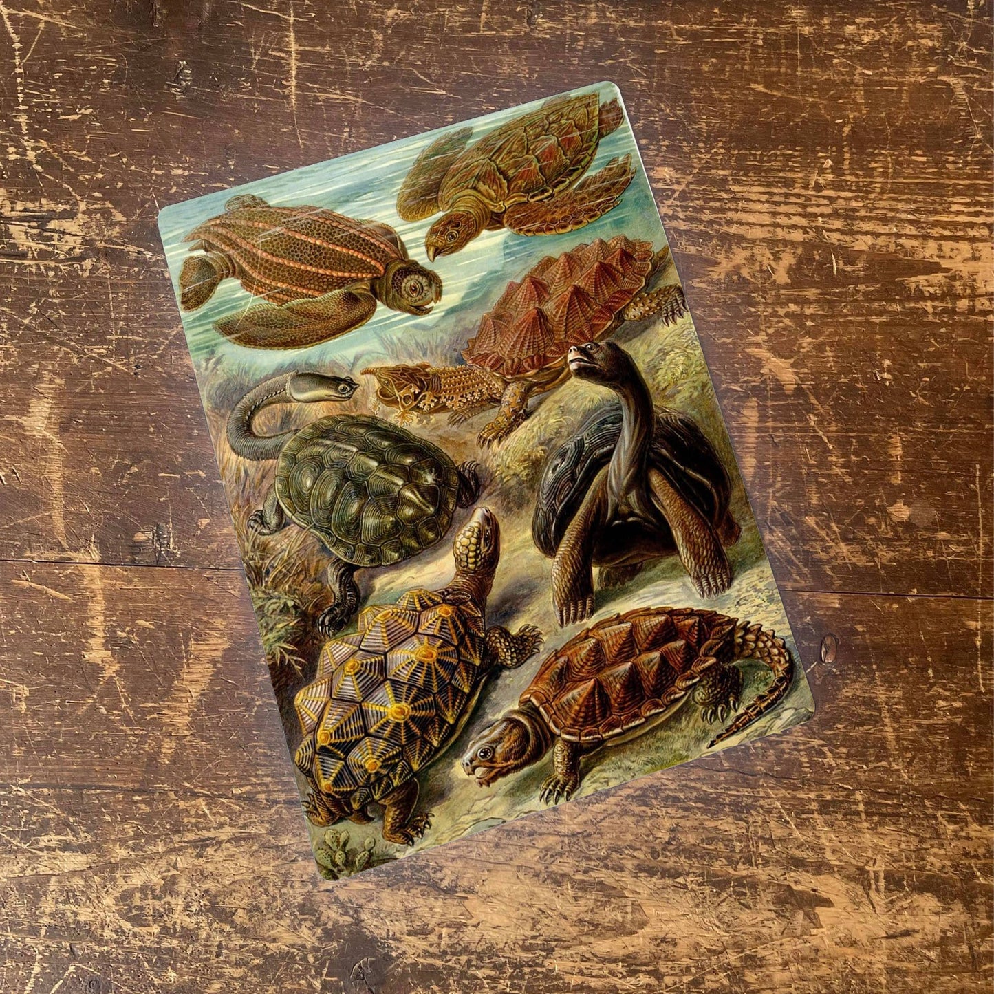Ernst Haeckel Turtle | Metal Wall Sign