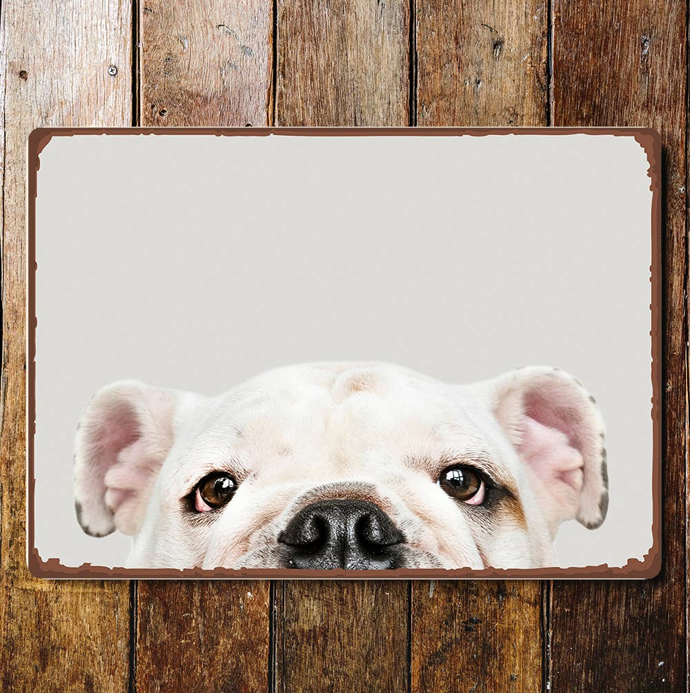 White Bull Dog Eyes and Ears Portrait | Metal Sign Plaque