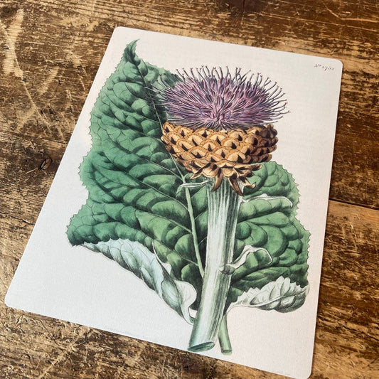 Thistle Plant Metal Wall Sign