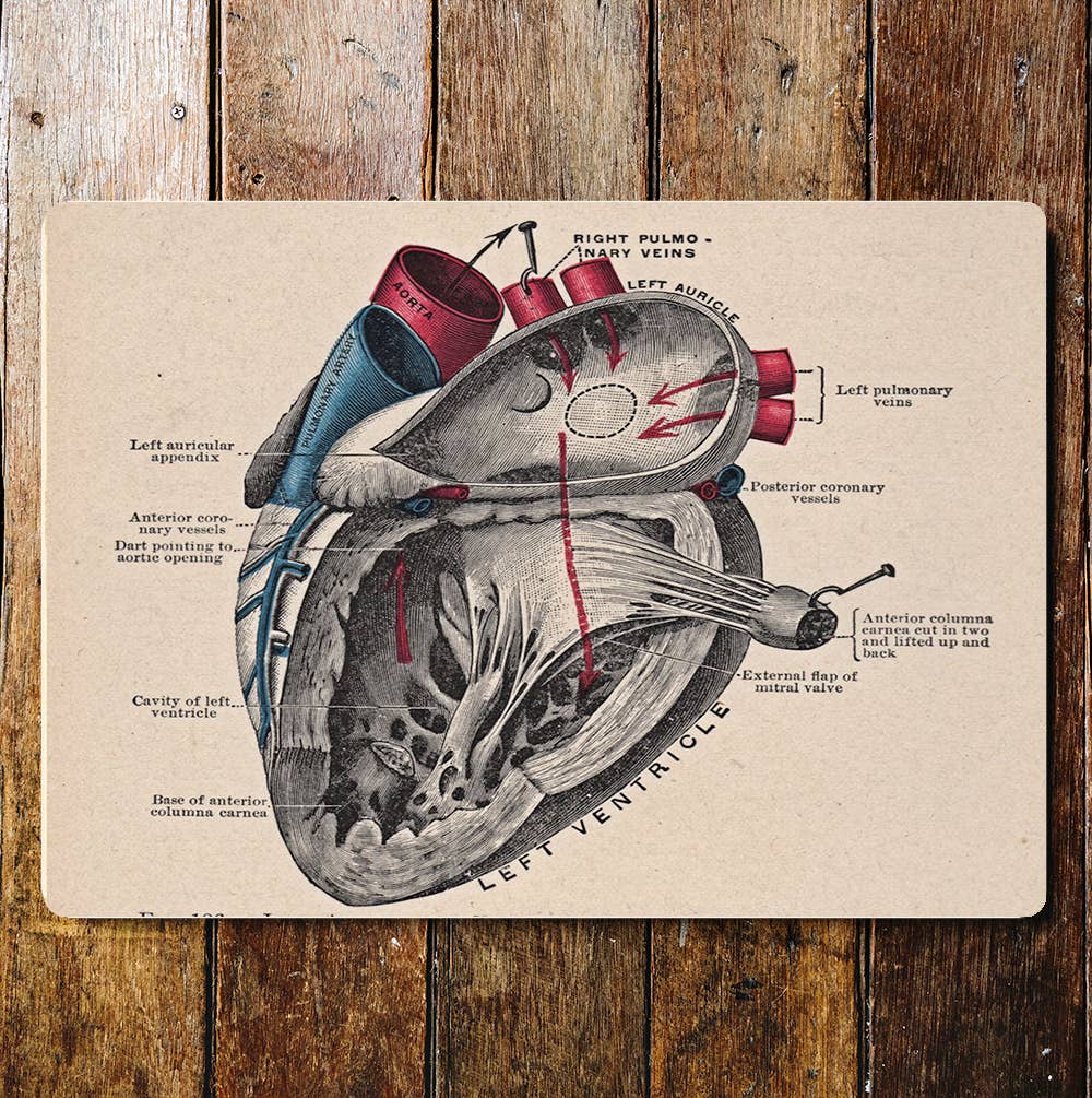 Left Ventricle Human Body | Metal Sign Plaque