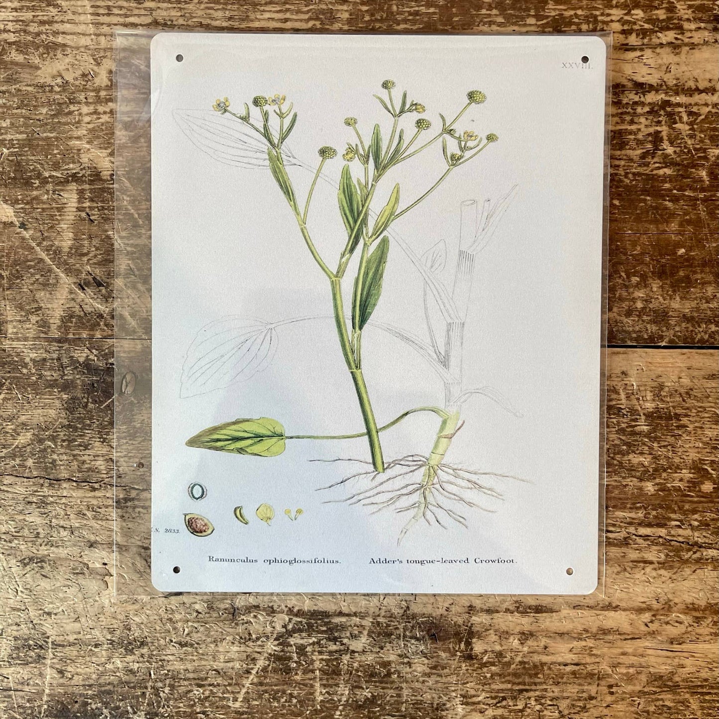 Celery leaved Water Plant | Metal Wall Sign