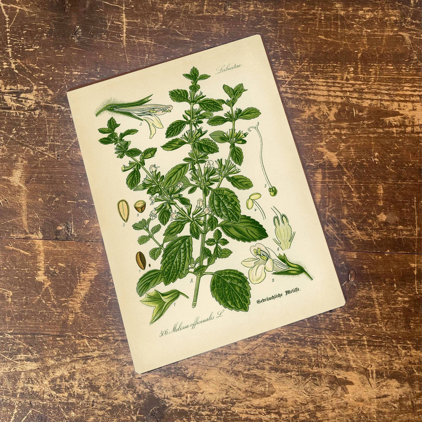 Lemon Balm Herb flowers Botanical | Metal sign