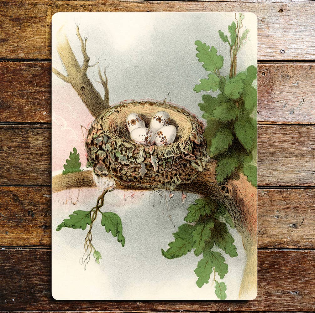 Tree Branch Ivy Leaves Birds Nest Eggs | Metal Sign Plaque