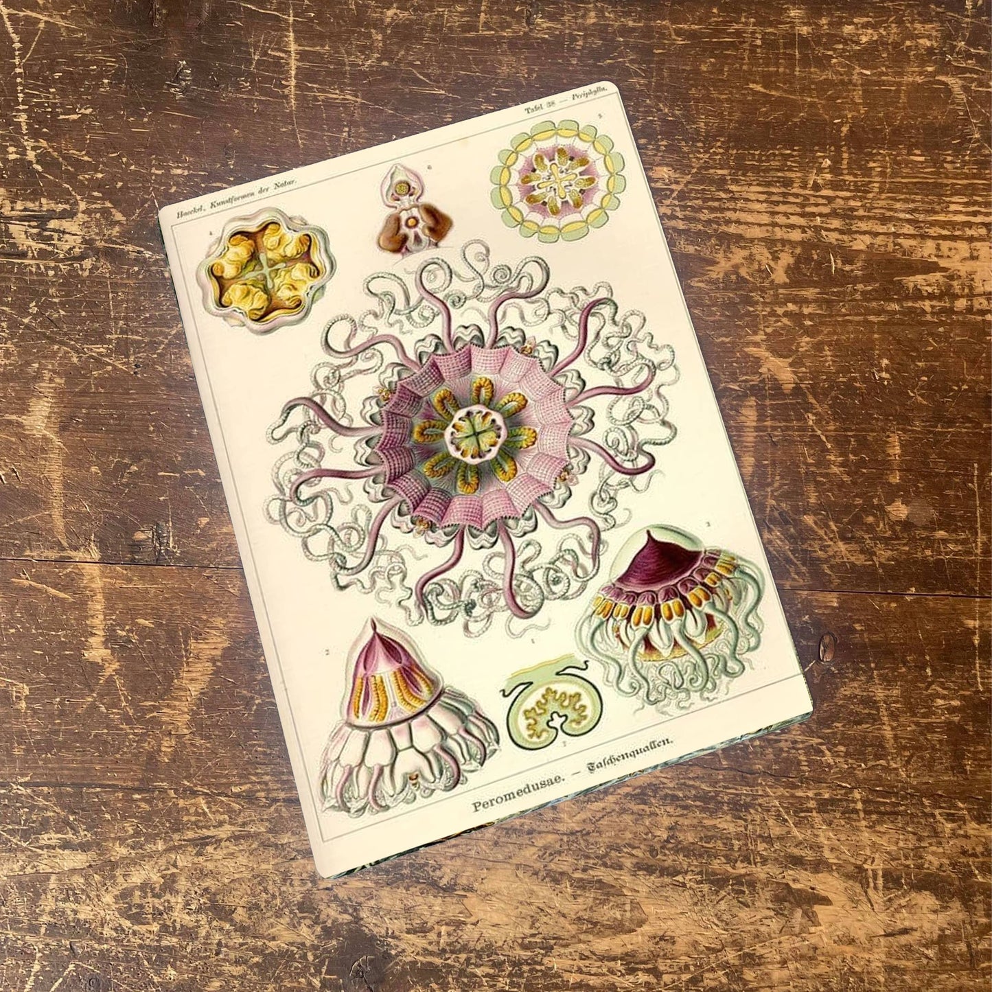 Ernst Haeckel Octopus | Metal Wall Sign