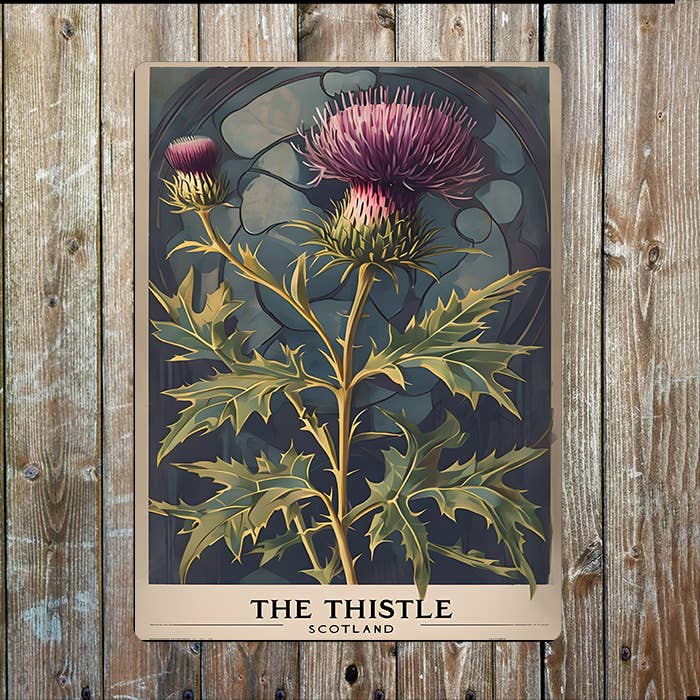 The Thistle Flower | Scottish, Scotland | Metal Sign Plaque