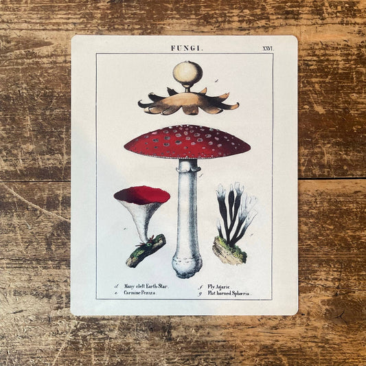 Vintage Botanical Fungi Red Mushrooms | Metal Art Wall Sign