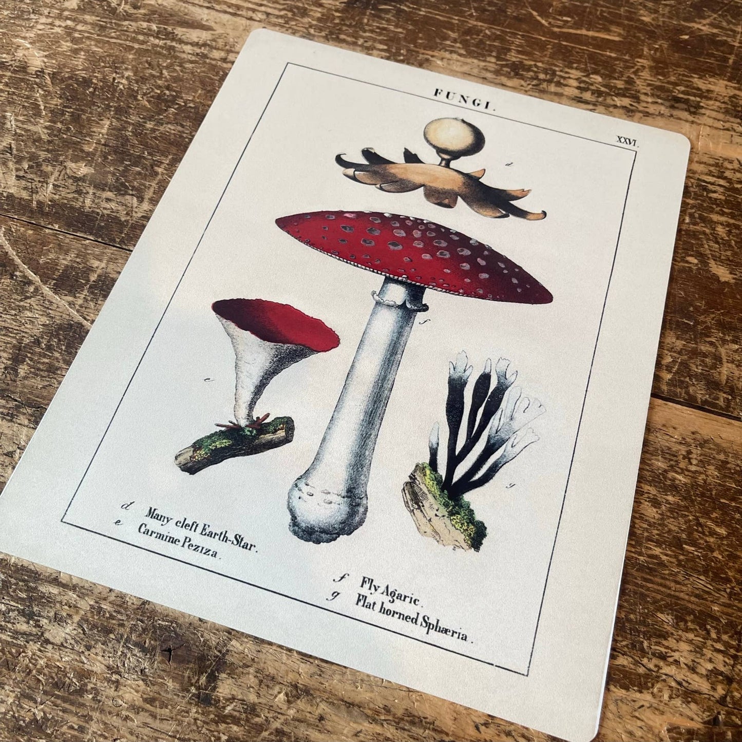 Vintage Botanical Fungi Red Mushrooms | Metal Art Wall Sign