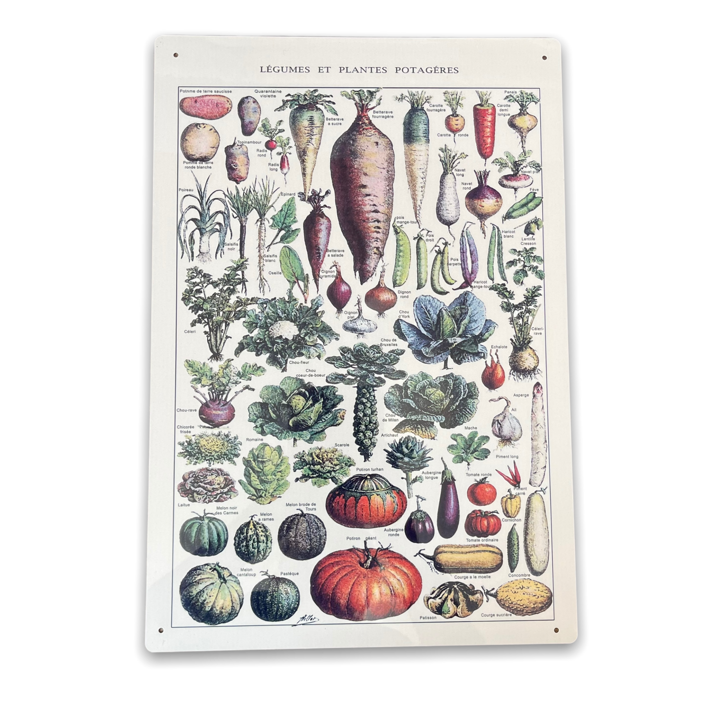 Vintage Botanical Kitchen Vegetables | Metal Art Wall Sign