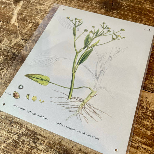 Celery leaved Water Plant | Metal Wall Sign