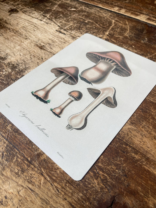 Brown death cap mushroom | Metal Wall Sign Plaque