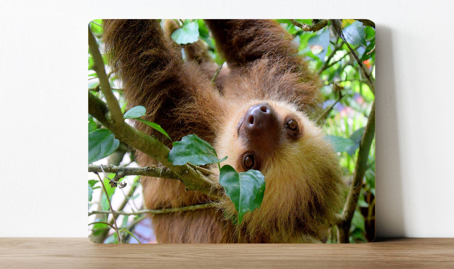 Sloth Photo Realistic Nature Animal Metal Sign Plaque