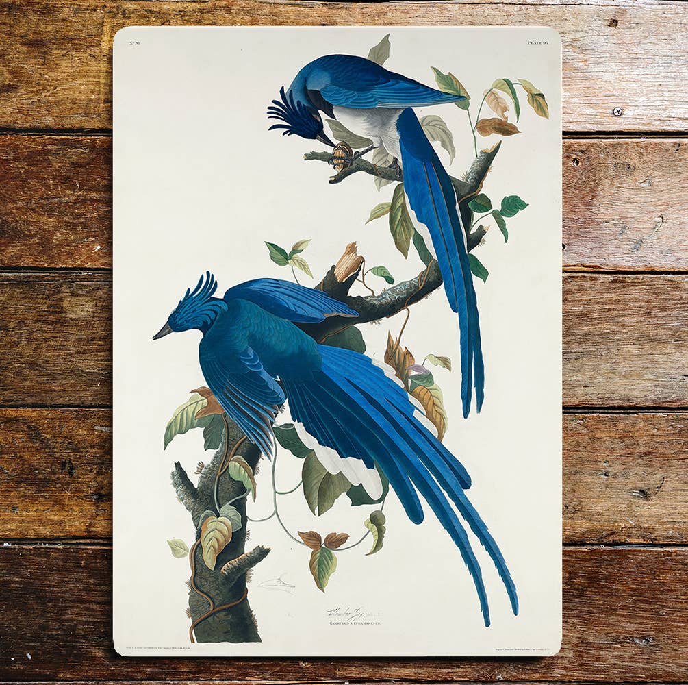 Blue Birds Large Long Tails Tree Branch | Metal Sign Plaque