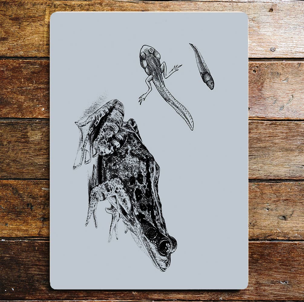 Frog Toad Tadpole Newt | Metal Sign Plaque