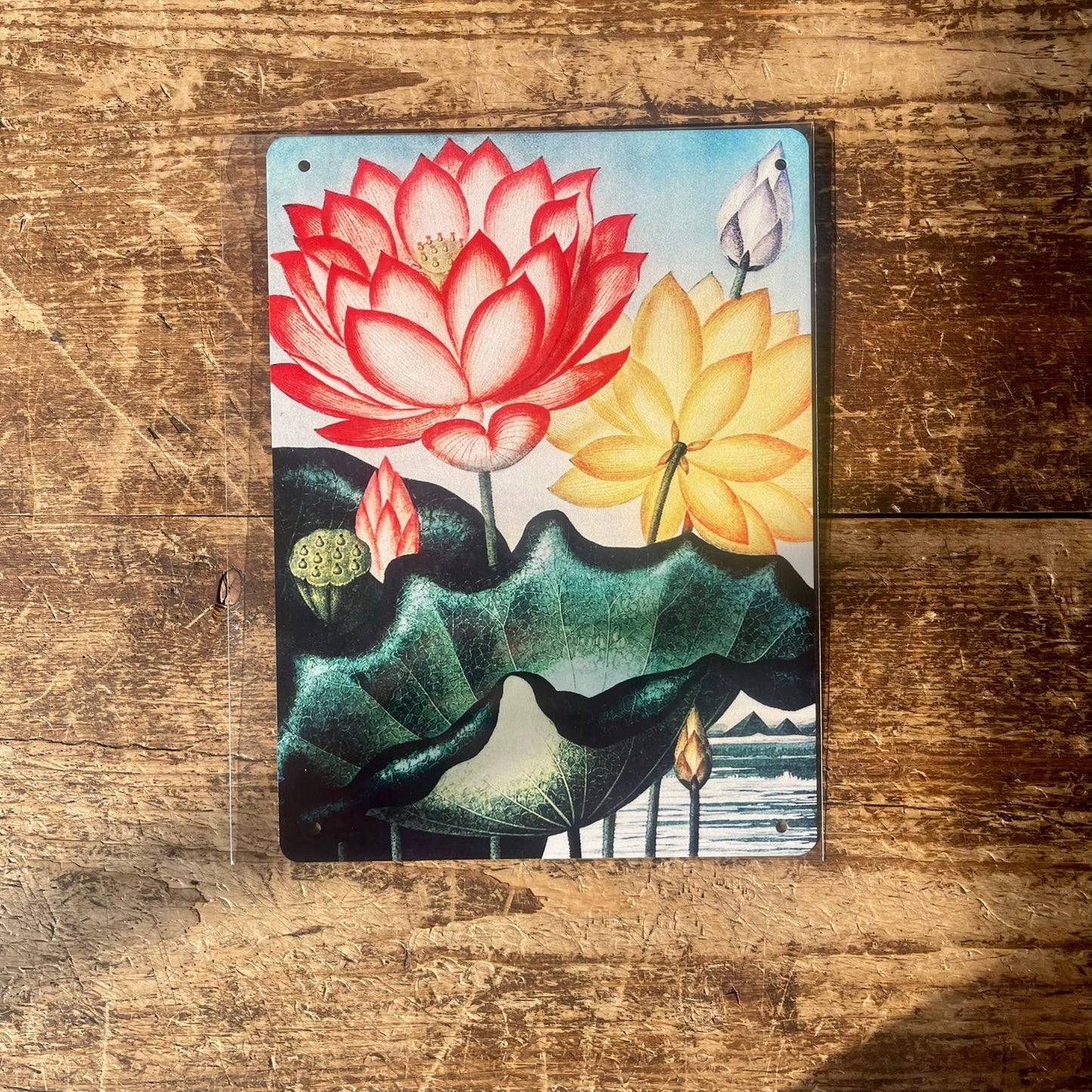Lotus Vintage Botanical Flowers Plants | Metal Sign