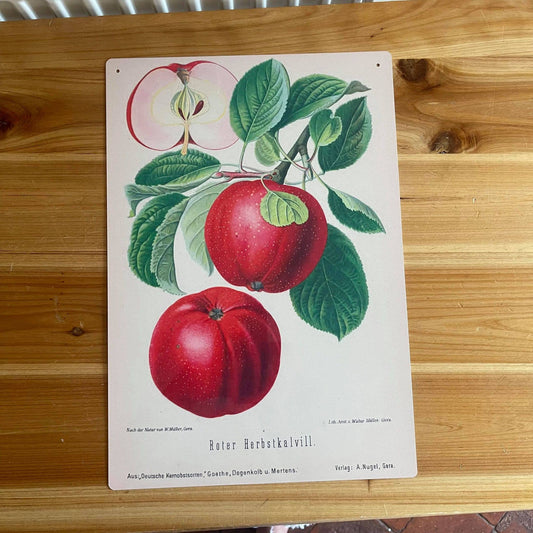 Vintage Botanical Print Antique APPLES | Metal Wall Sign