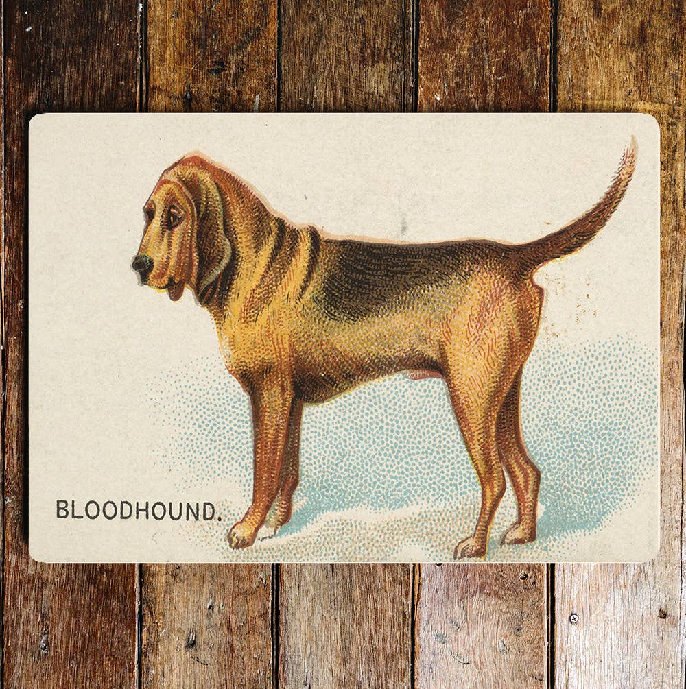 Blood Hound | Metal Sign Plaque