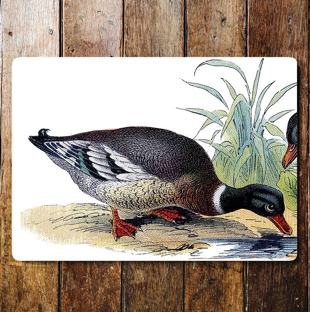 Pond Life Ducks Drinking Green Plants Metal Sign Plaque