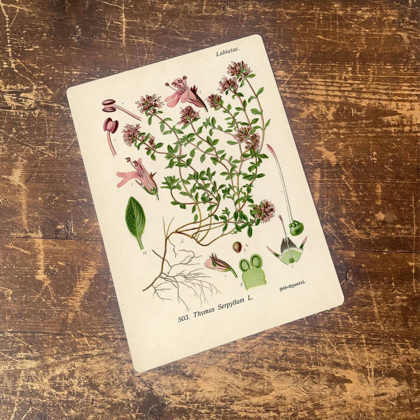 Thyme Herb flower Botanical Metal sign