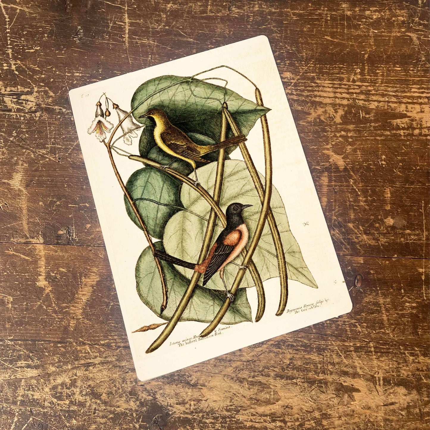 Bird Branch Botanical Leaves | Metal Botanical Wall Sign