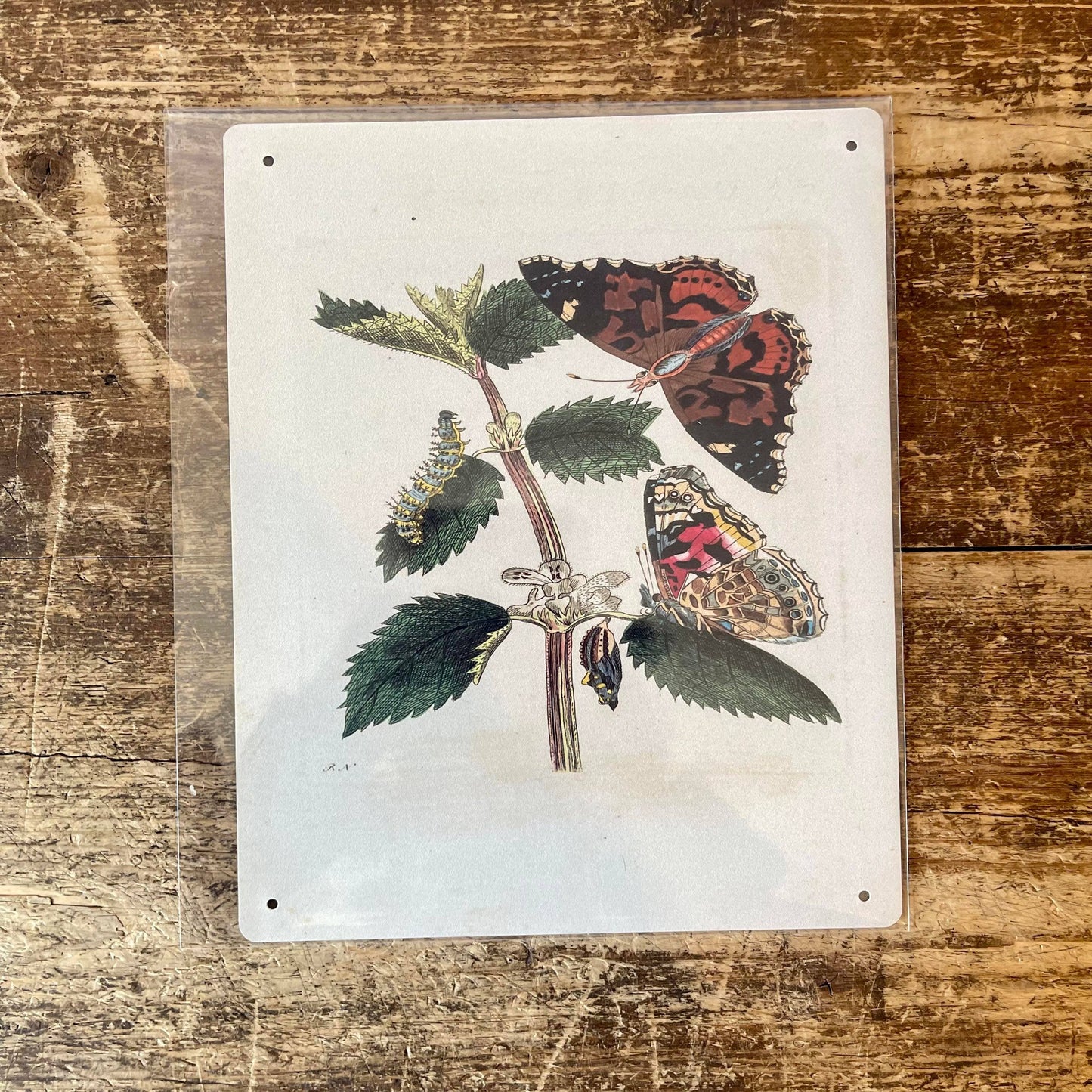 Painted lady butterfly, caterpillar, Metal Sign