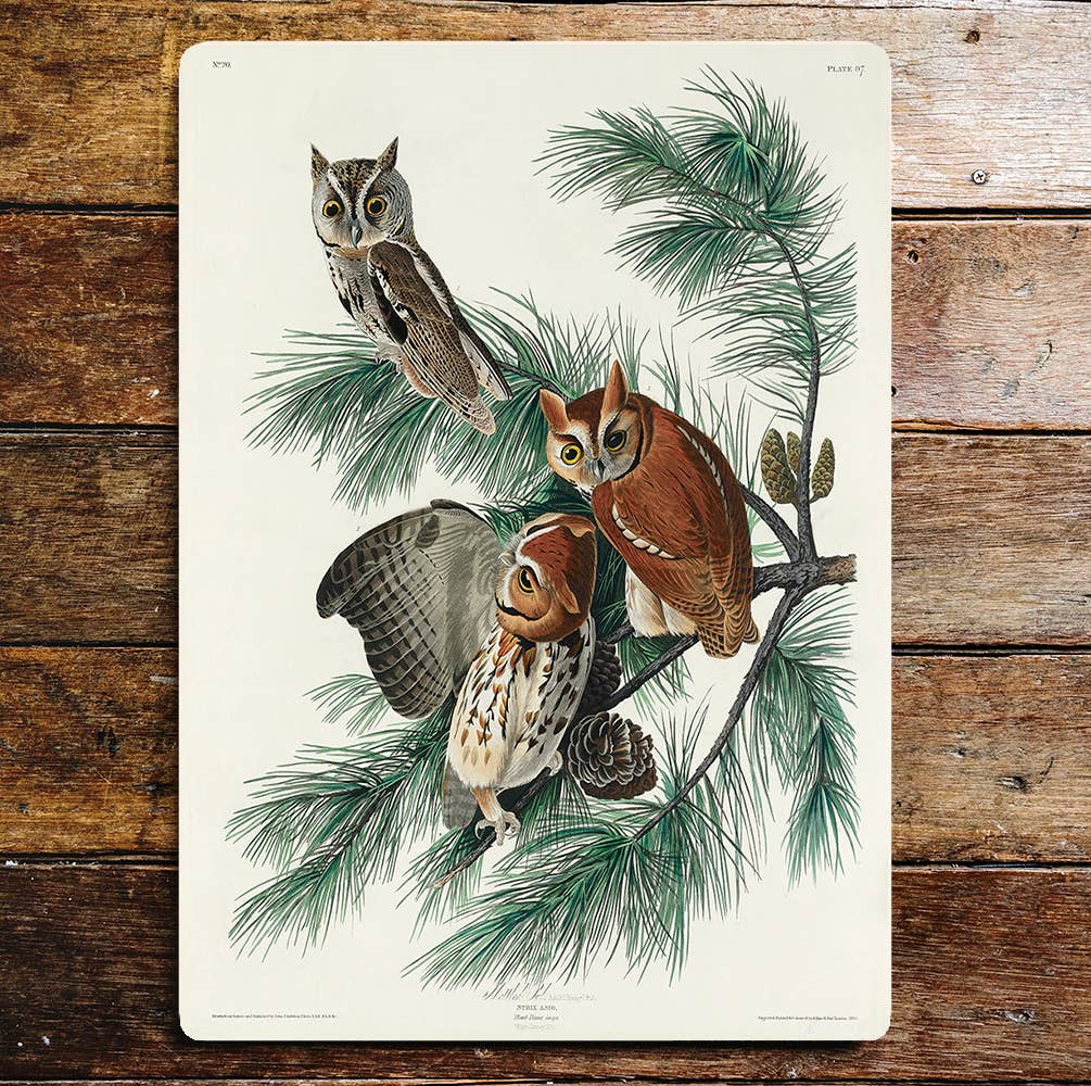 Collection Of Owls Tree Branches | Metal Sign Plaque