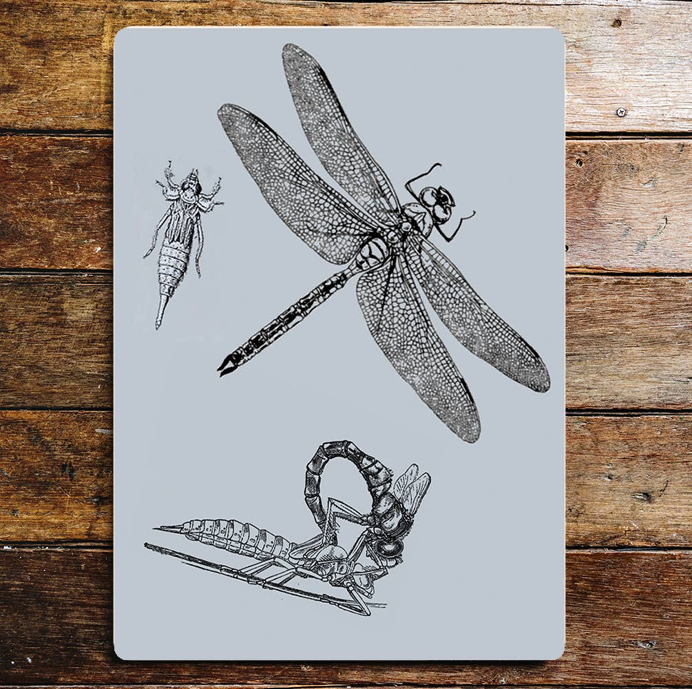 Insects Selection | Metal Sign Plaque