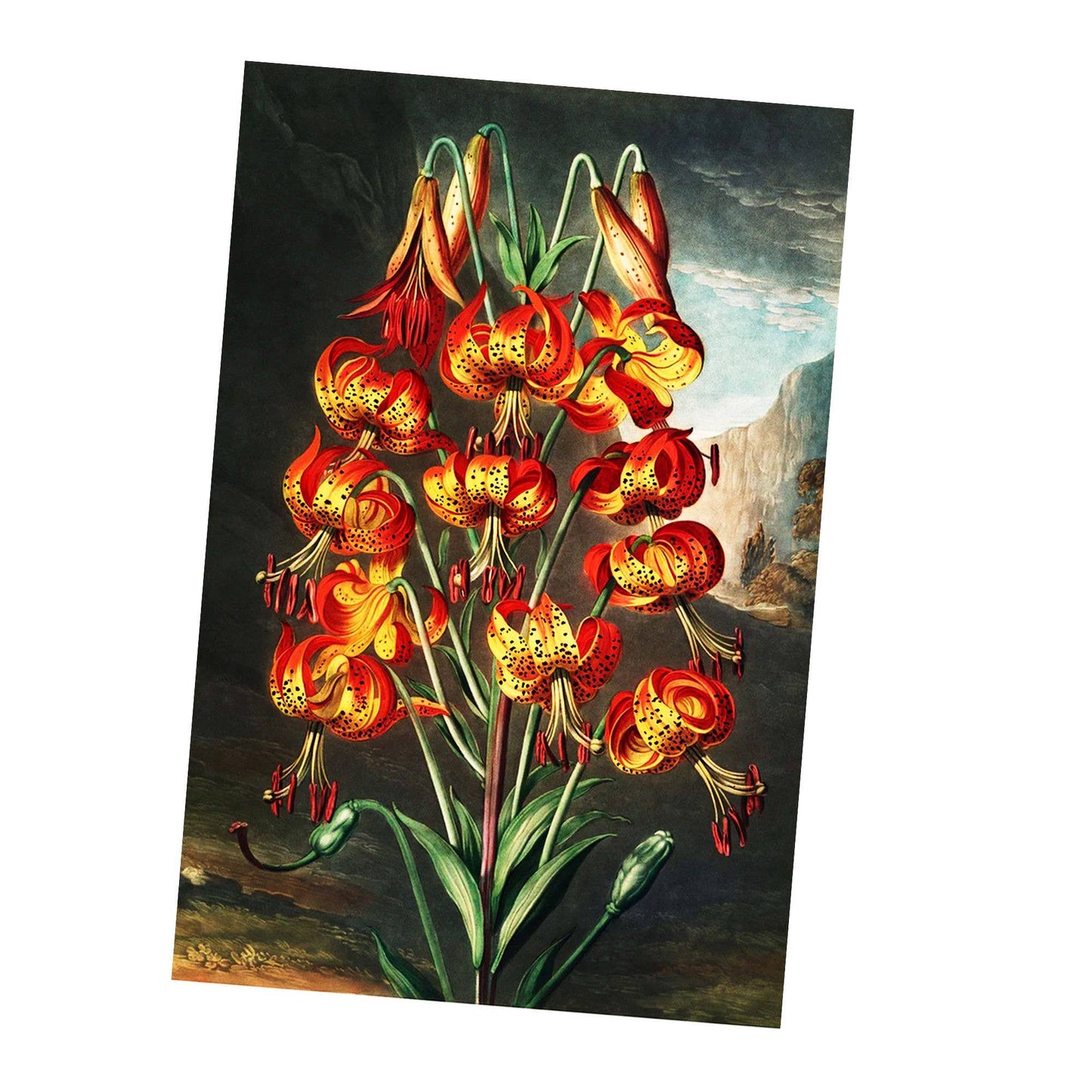 Hyacinths Vintage Botanical Plants Flower | Metal Sign