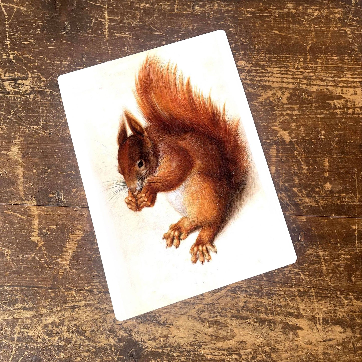 Squirrel Woodland Creature Animal Metal Animal Wall Sign