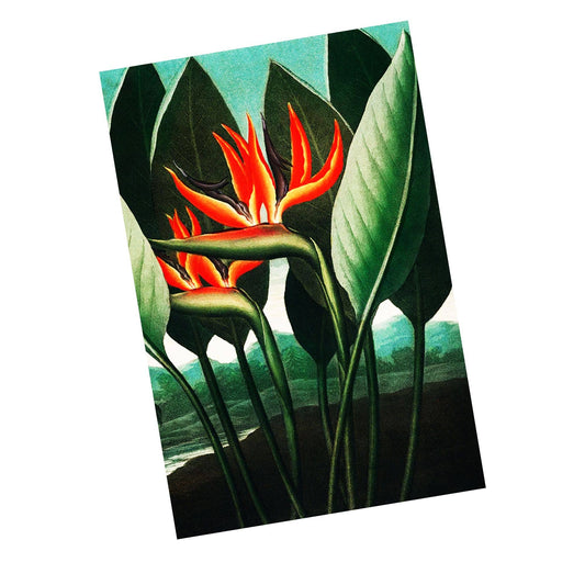Bird of Paradise Vintage Botanical Plant | Metal Sign