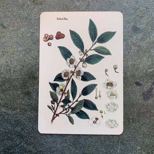 Camellia sinensis Tea Plant | Metal Humour Wall Sign