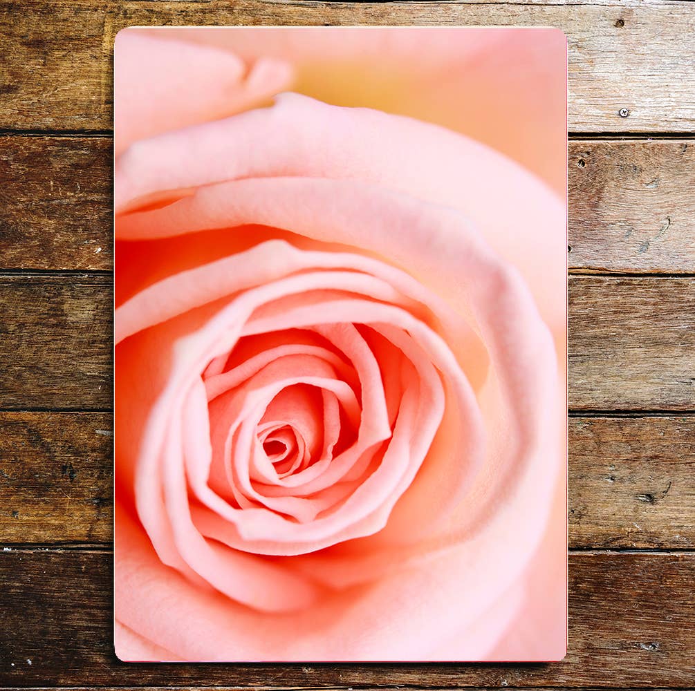 Garden roses flower close up art | Metal Sign Plaque