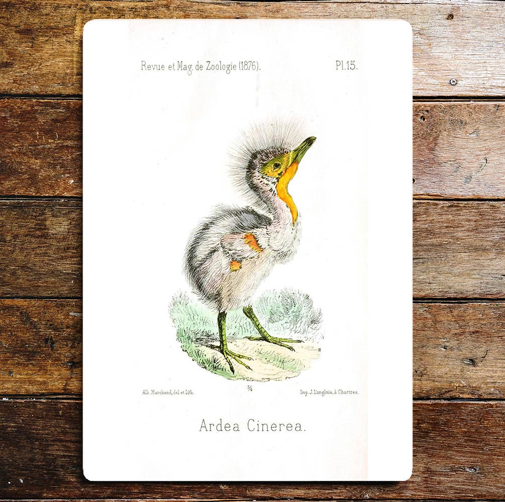 Ardea Cinerea Cute Fluffy Chick | Metal Sign Plaque