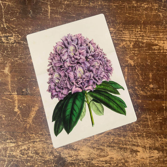 Big Leaf Hydrangea | Metal Humour Wall Sign