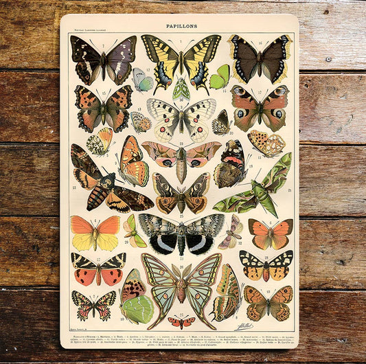 Collection Of Butterflies Papillons | Metal Sign Plaque