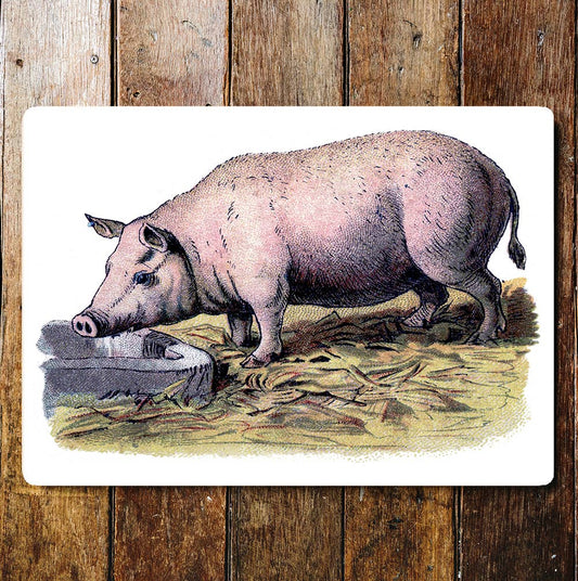 Pink pig farm animal vintage illustration Metal Sign Plaque