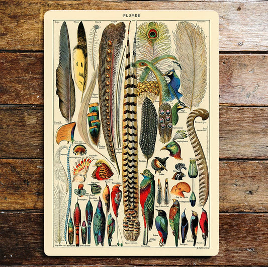 Bird plumes pheasant peacock wall art | Metal Sign Plaque