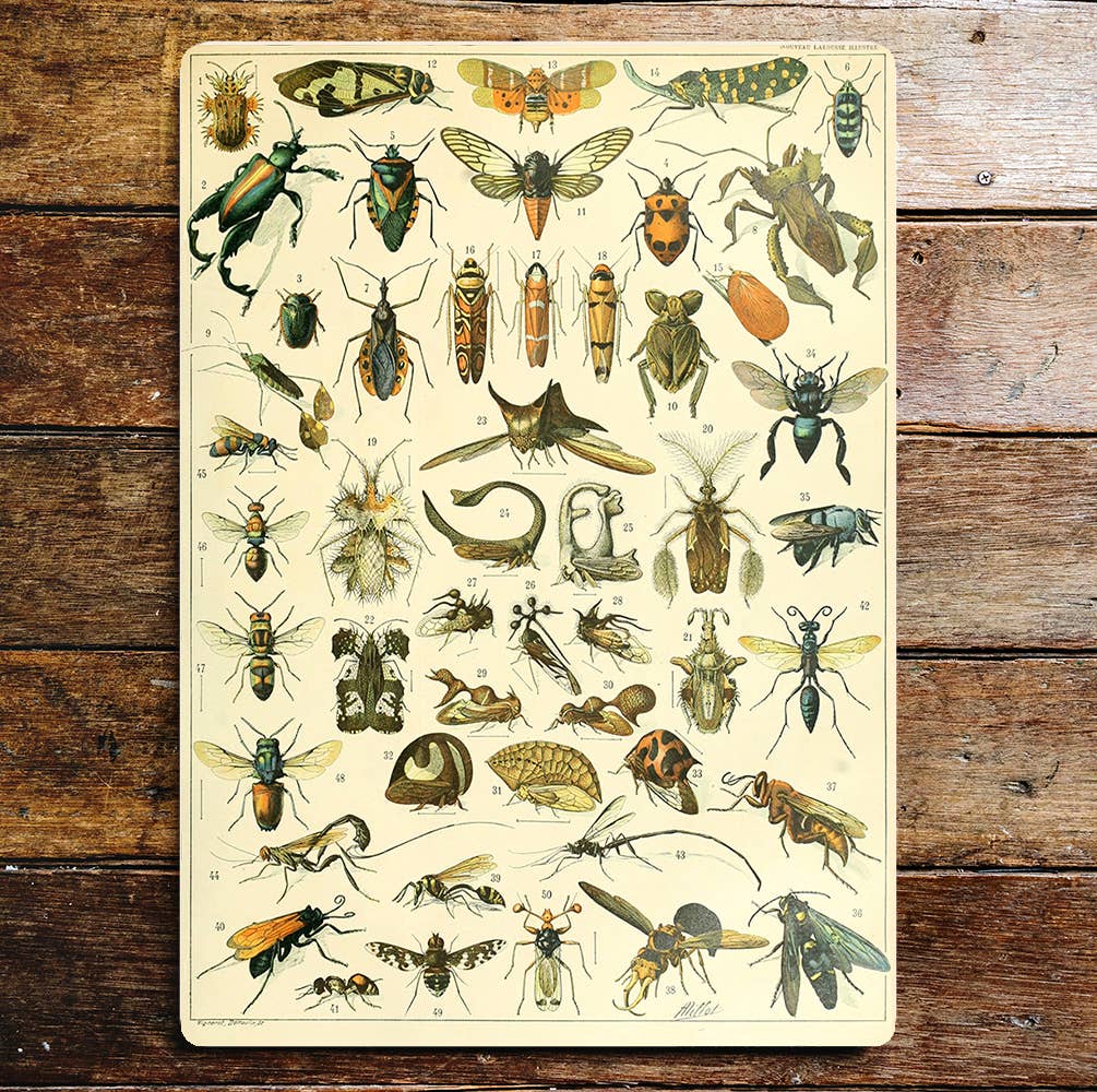 insects bugs | Metal Sign Plaque