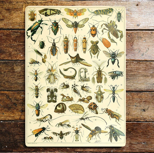 insects bugs | Metal Sign Plaque