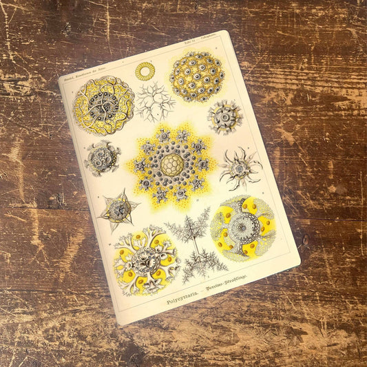Ernst Haeckel Jelly fish Sea yellow | Metal Wall Sign