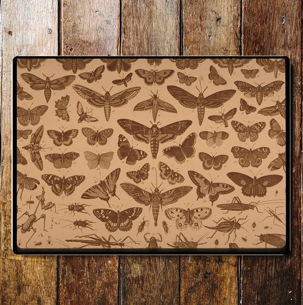 Butterfly Insect Chart | Metal Sign Plaque