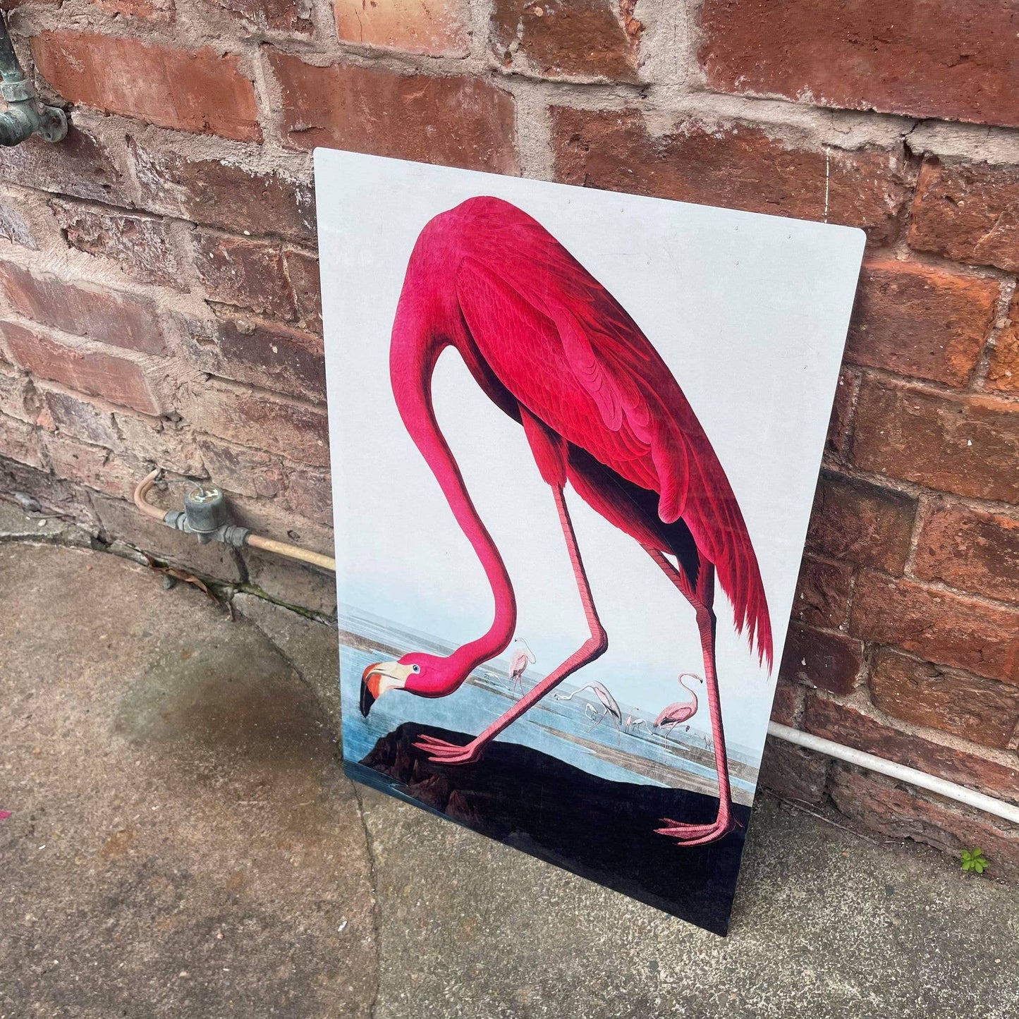 Flamingo botanical illustration John Audubon | Metal Sign