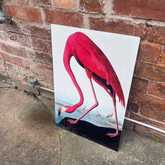 Flamingo botanical illustration John Audubon | Metal Sign