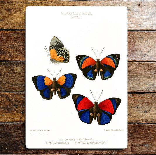 Colourful Selection Butterflies Red Blue | Metal Sign Plaque