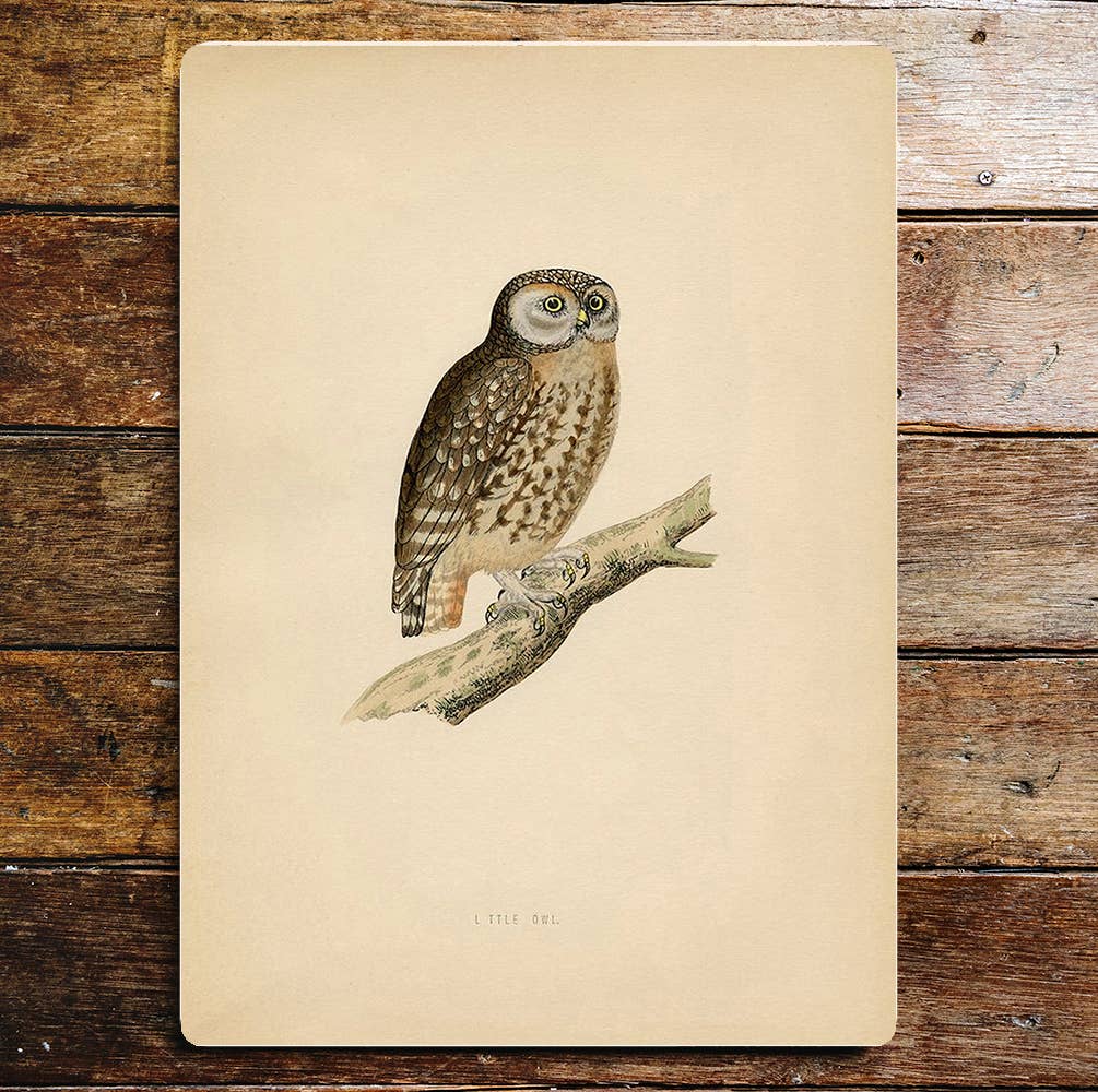Brown Owl Perched On Branch | Metal Sign Plaque