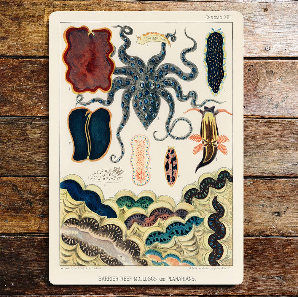 William SavilleKent Great Barrier Reef | Metal Wall Sign