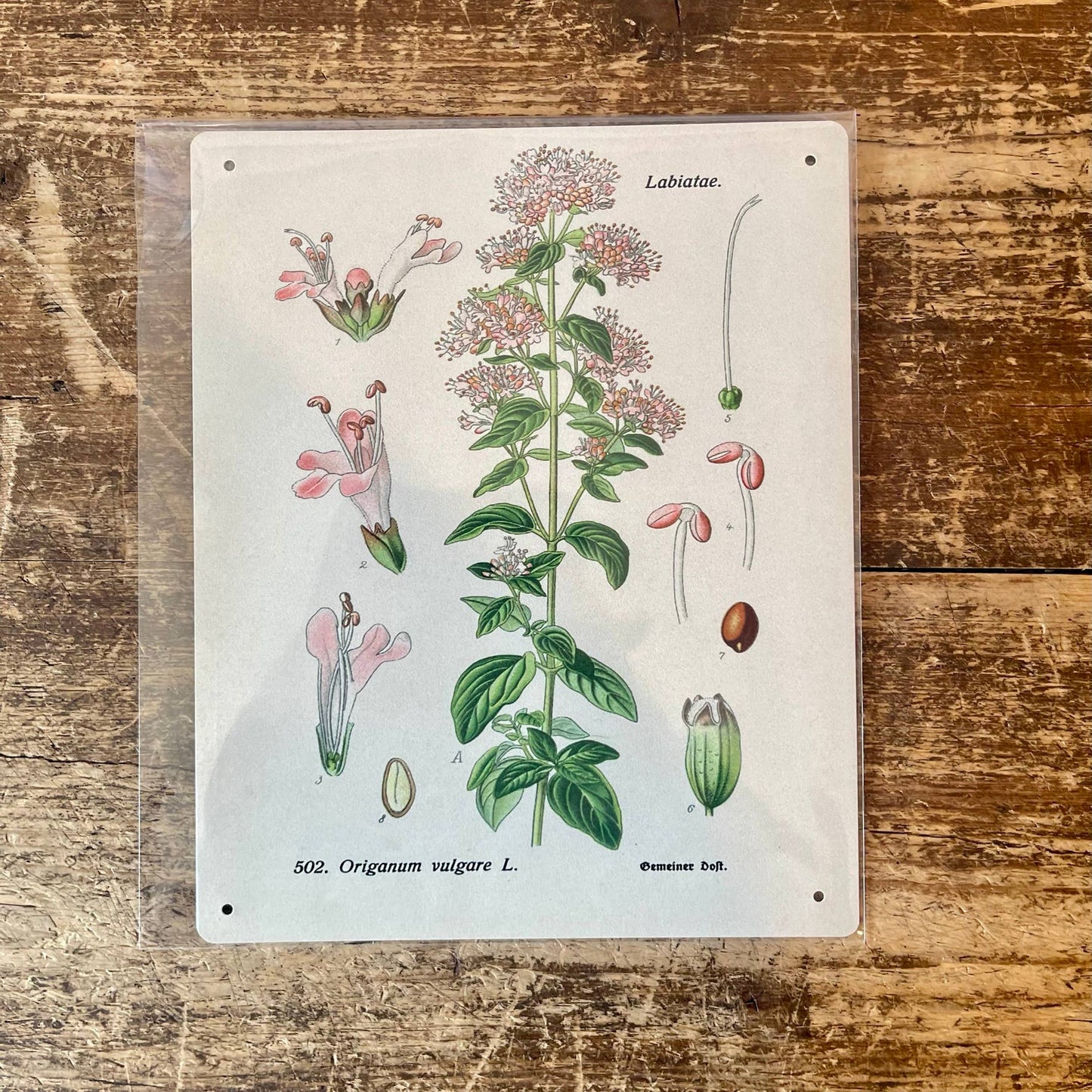 Oregano Herb flowers Botanical | Metal sign