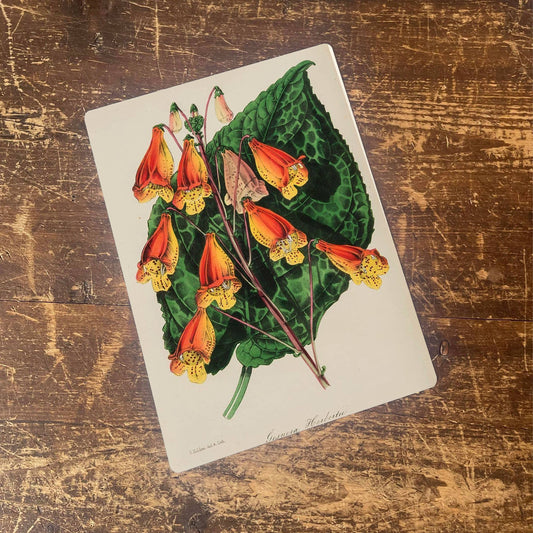 Canna lily Plant | Metal Botanical Wall Sign