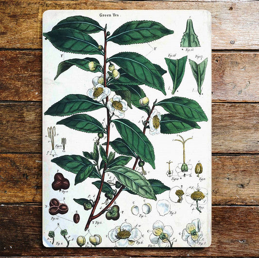 Green Tea Plant Flower Buds Roots Leaf | Metal Sign Plaque
